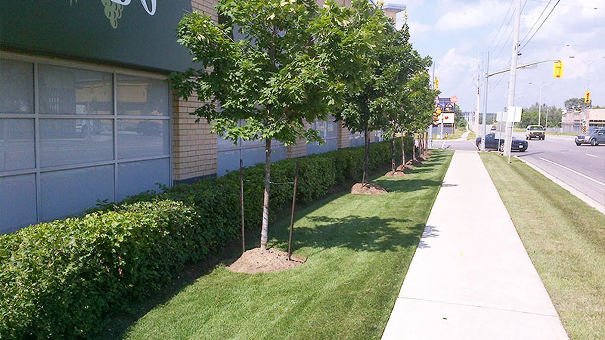Ambient hedges & garden maintenance scene in Guelph